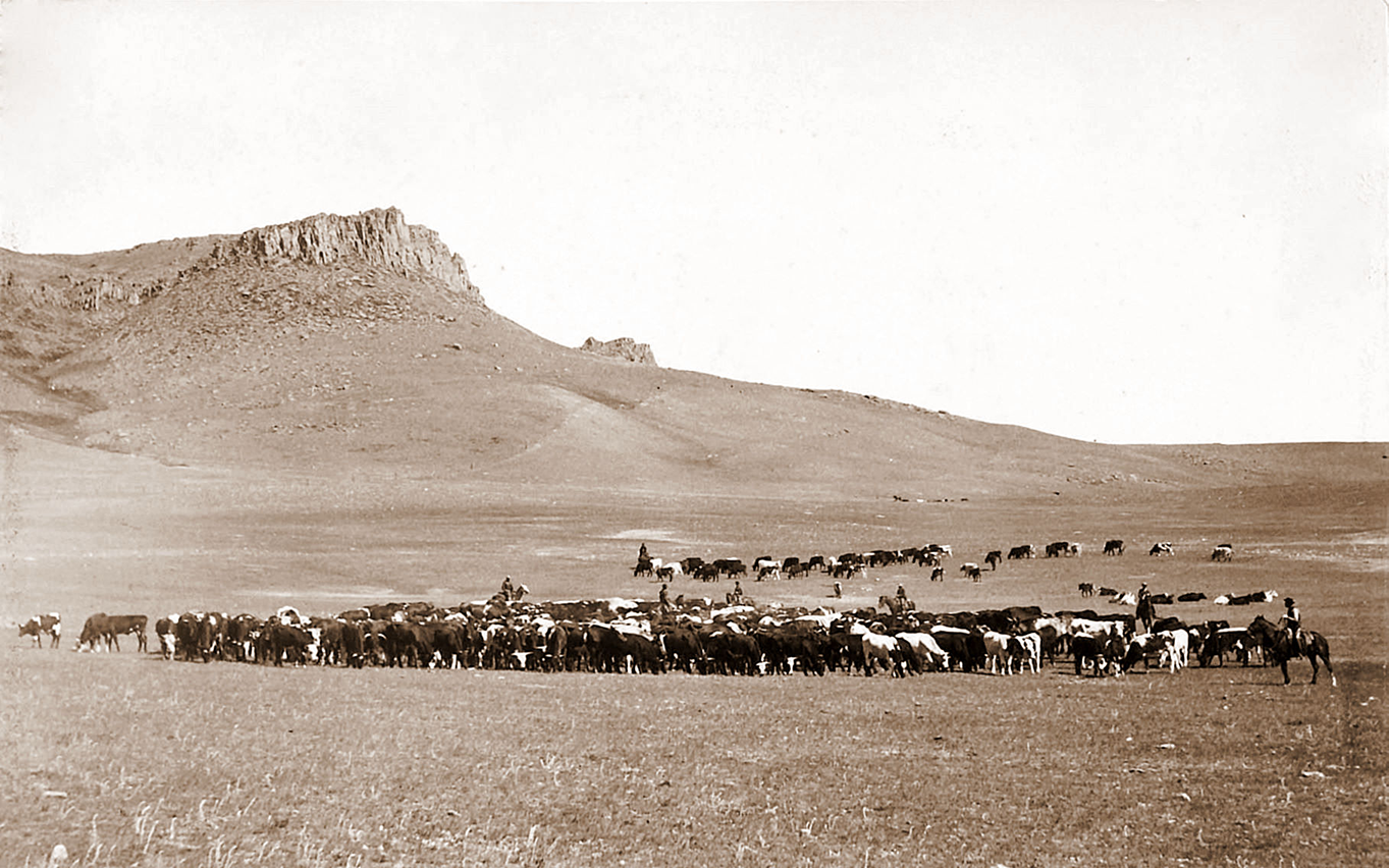 Herd of cattle in Montana in the late 1800s.