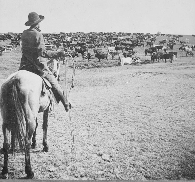 Herding cattle on a cattle drive