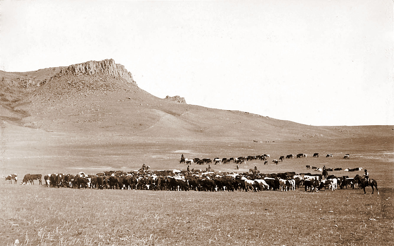 Herd of cattle in Montana in the late 1800s
